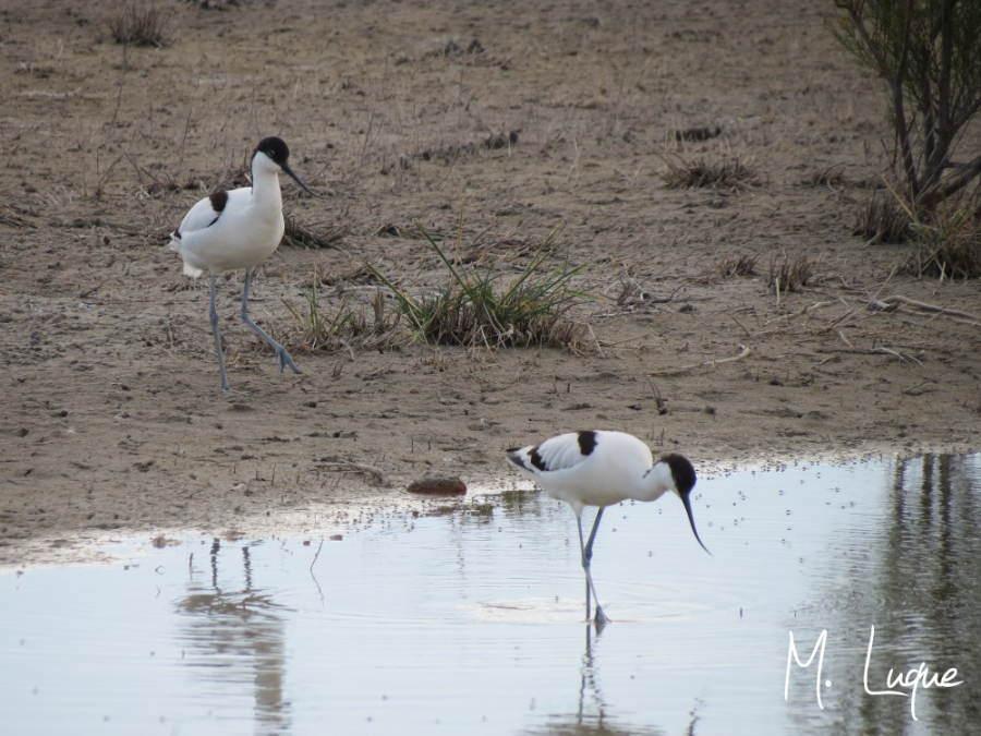 Avoceta común