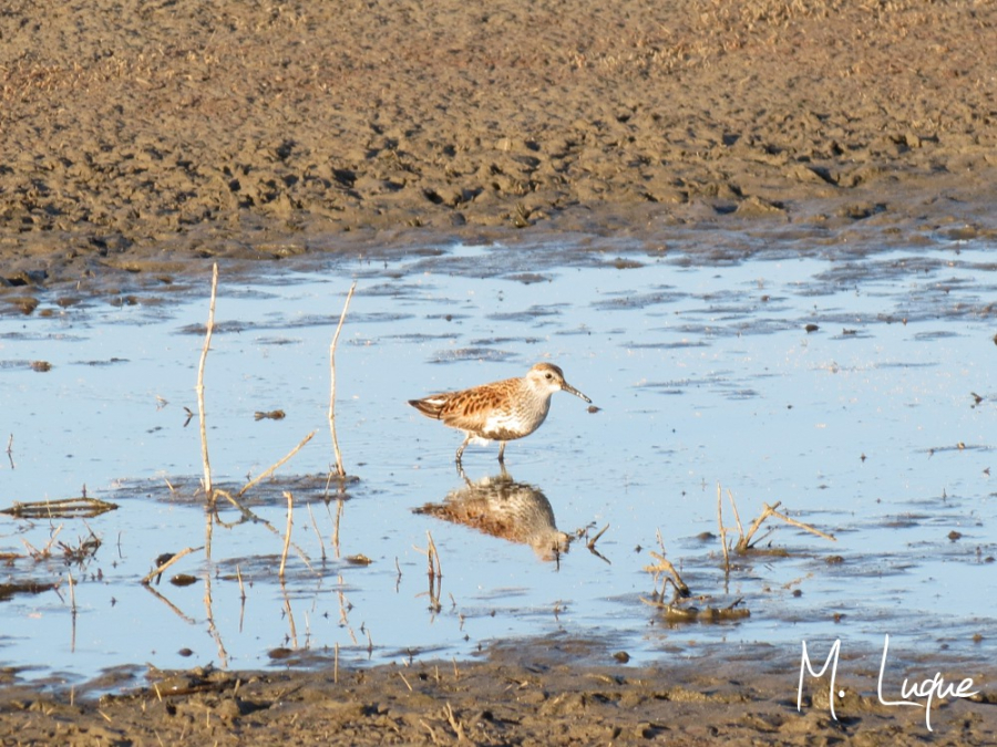 Correlimos zarapitín