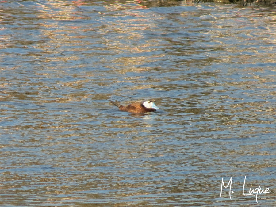 Malvasía cabeciblanca