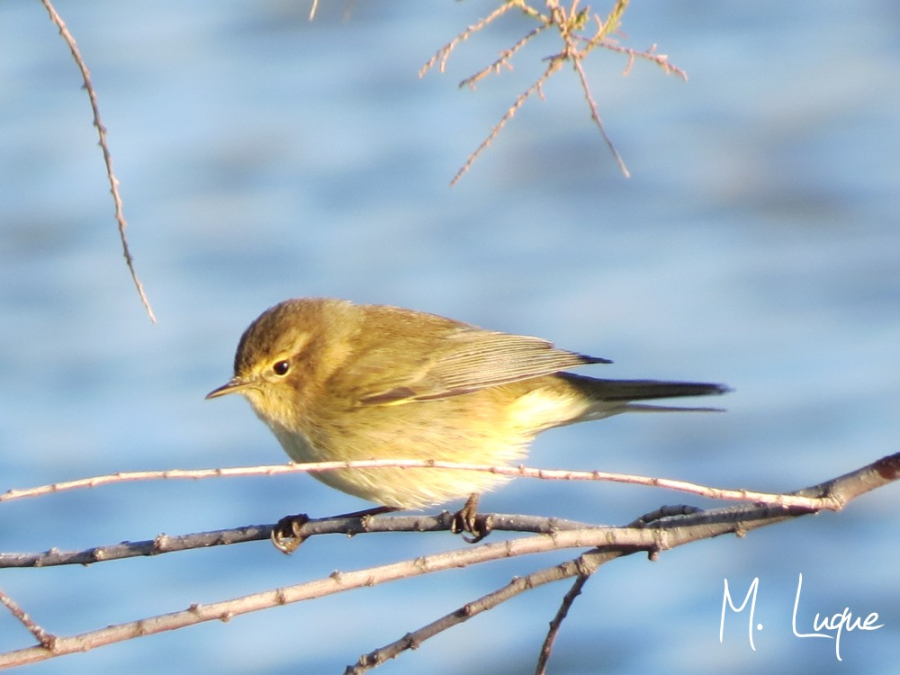 Mosquitero común