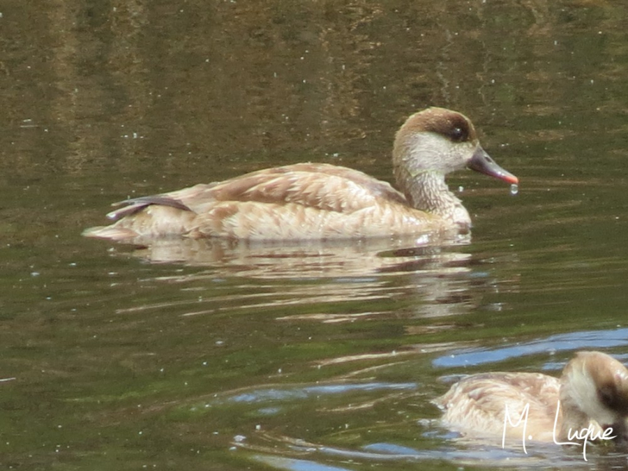 Pato colorado hembra